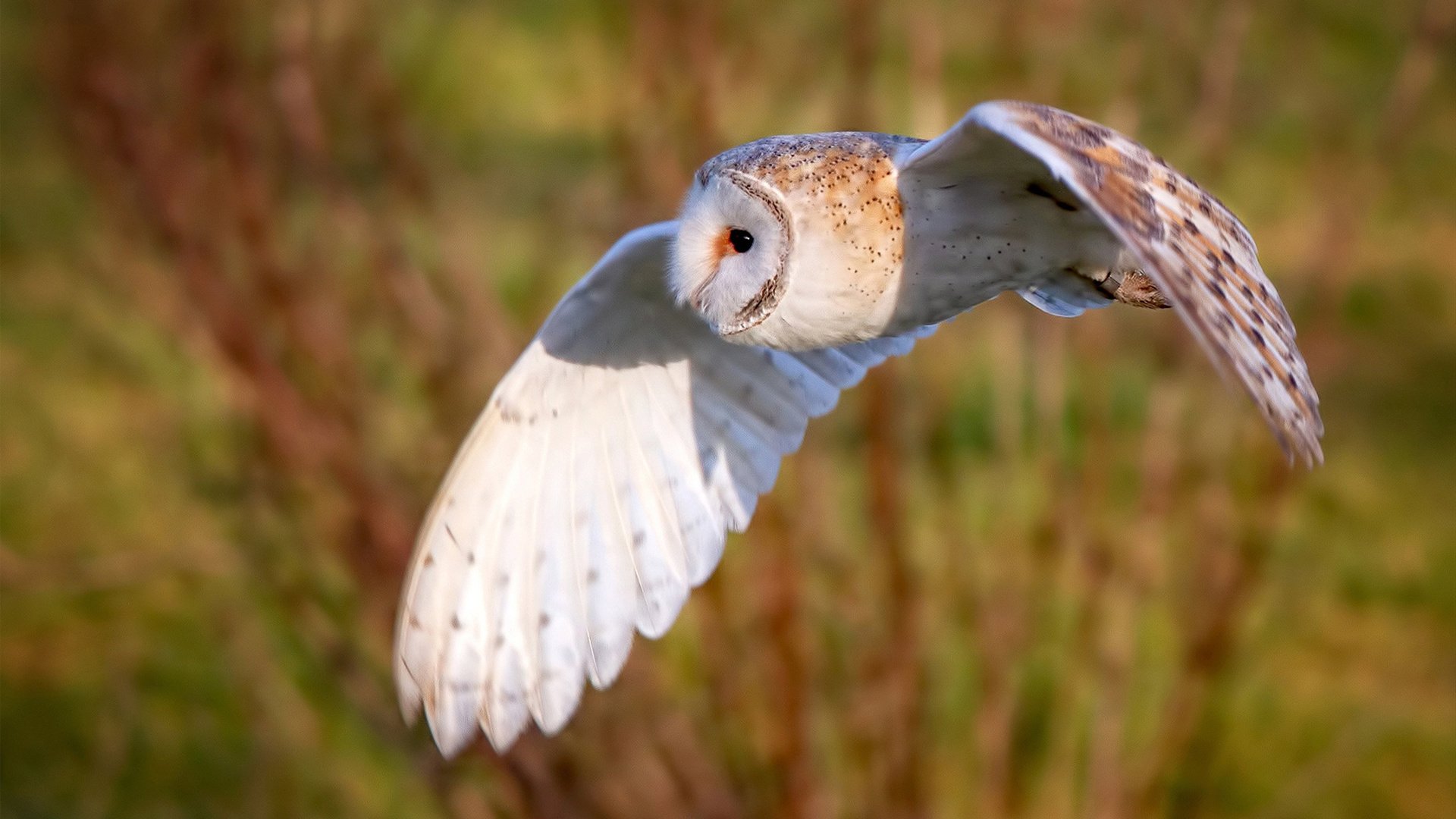 戈贝尔的沉默反击,当雄鹿铁蹄遭遇火箭升空,压力熔炉锻造出的内线觉醒