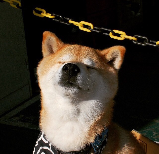 全球化篮球的动人一课,切特如何用节奏引领尼克斯战胜上海队