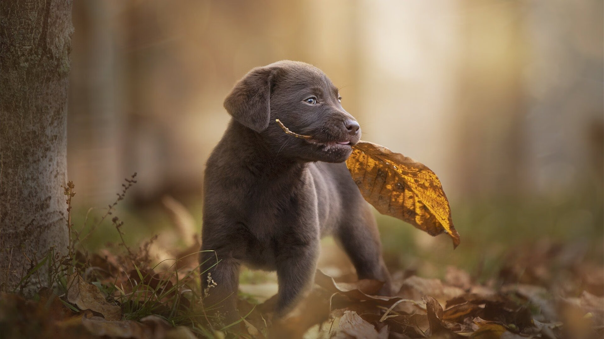 救赎与绝杀，绿茵场上的两种史诗