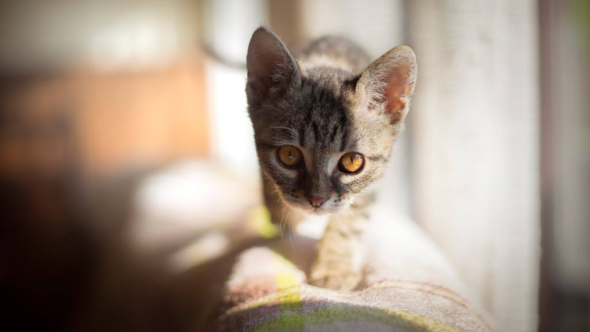 篮球之夜的双重奏,热火的休止符与伦纳德的惊叹号