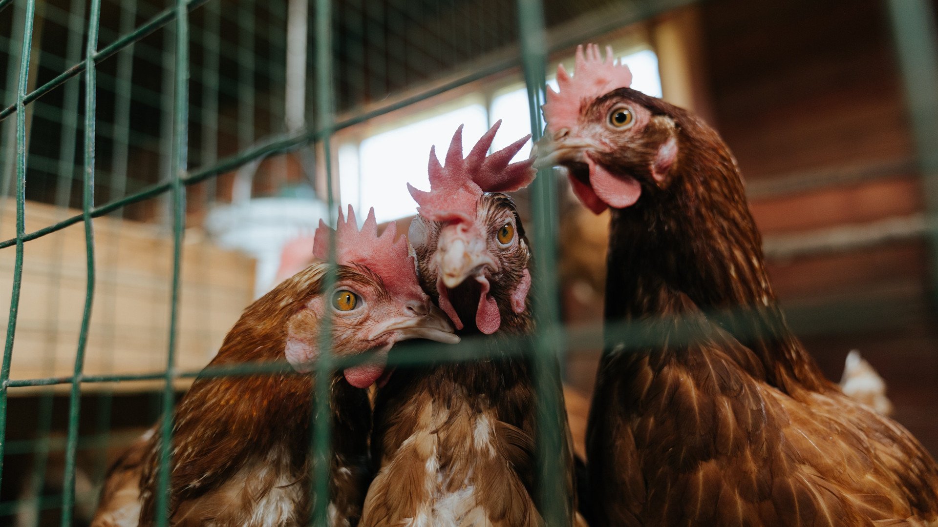 伊比利亚风暴摧毁东瀛武士,维尼修斯一剑封喉改写历史