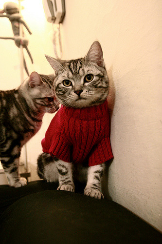 从基辅到北美，布鲁诺的双重征服