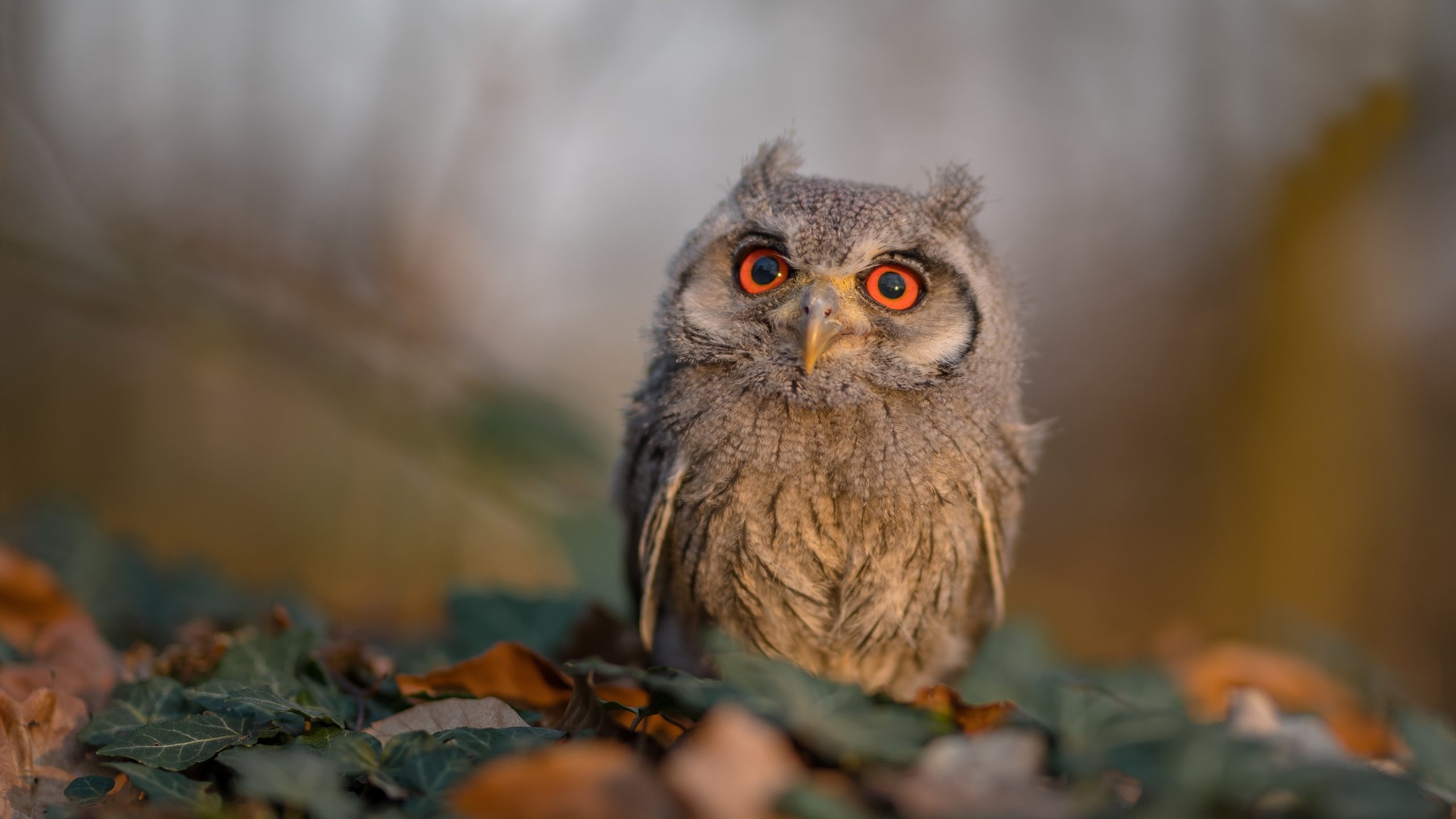 百场传奇,乔治的欧冠里程碑之夜
