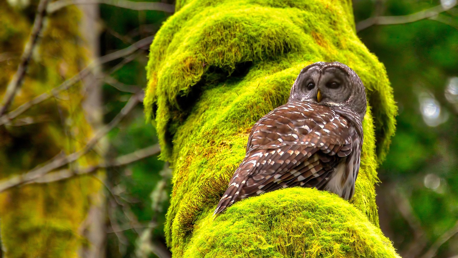 风暴与磐石,当加纳冲垮德国,而法比尼奥永远不掉线