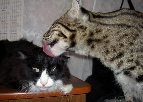 卡拉斯科魔法!美加墨世界杯见证几内亚史诗逆转尼日利亚