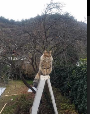 奥运命运转折点，文班亚马在关键之夜证明自我