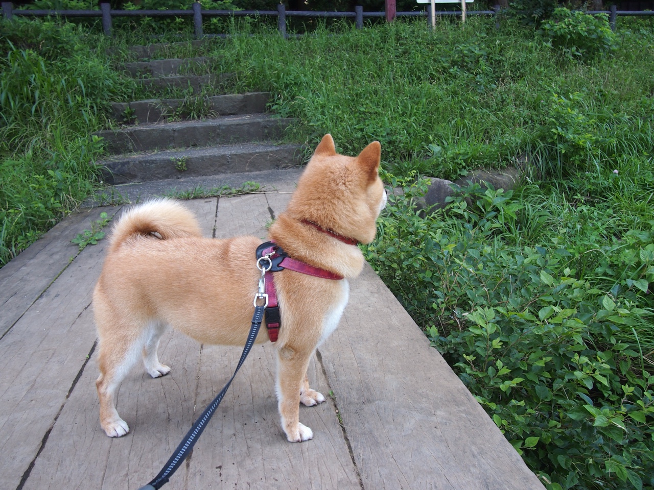 北欧风暴席卷桑巴,亚洲之星加冕之战,当瑞典速胜巴西,孙兴慜接管世界排名争夺战