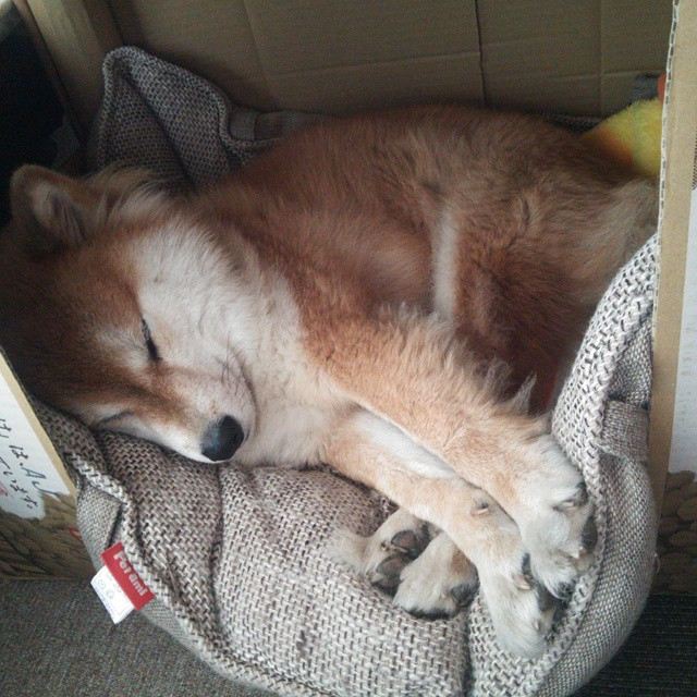 跨越赛场的接管者,当公牛鏖战告捷,哈登在欧冠加冕从NBA的险胜到欧冠的统治,体育精神在绝境时刻绽放