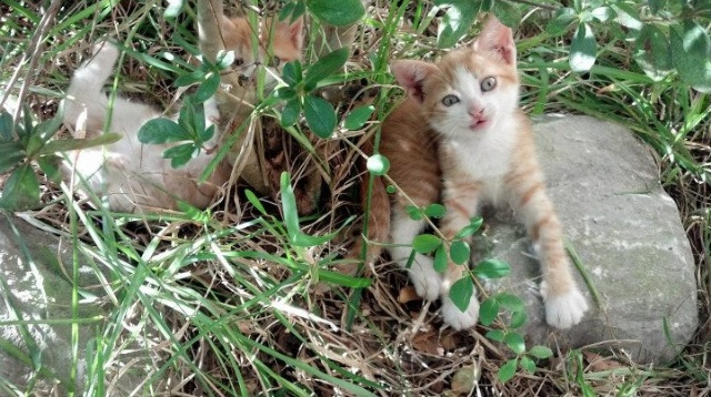 世俱杯2025-东方巨龙昂首争冠路，摩洛哥坚盾终碎阿坎吉