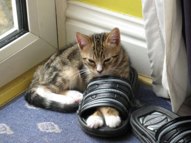 跨洋篮球启示录,当哈利伯顿的魔法,遭遇森林狼的冰封之网