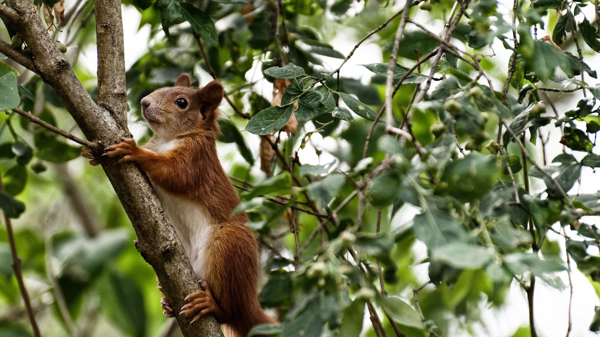 皮克封神之战，个人能力完全展现，比利时利刃如何收割利物浦