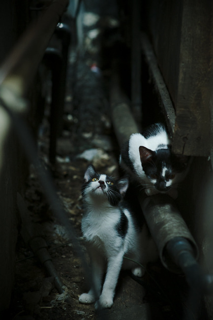天赋高墙轰然倒塌!马克西的关键一击与凯尔特人的傲慢代价