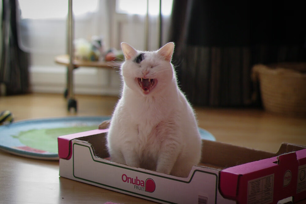 跨界的王,2026世界杯之夜,恩比德如何一手掌控绿茵场走势