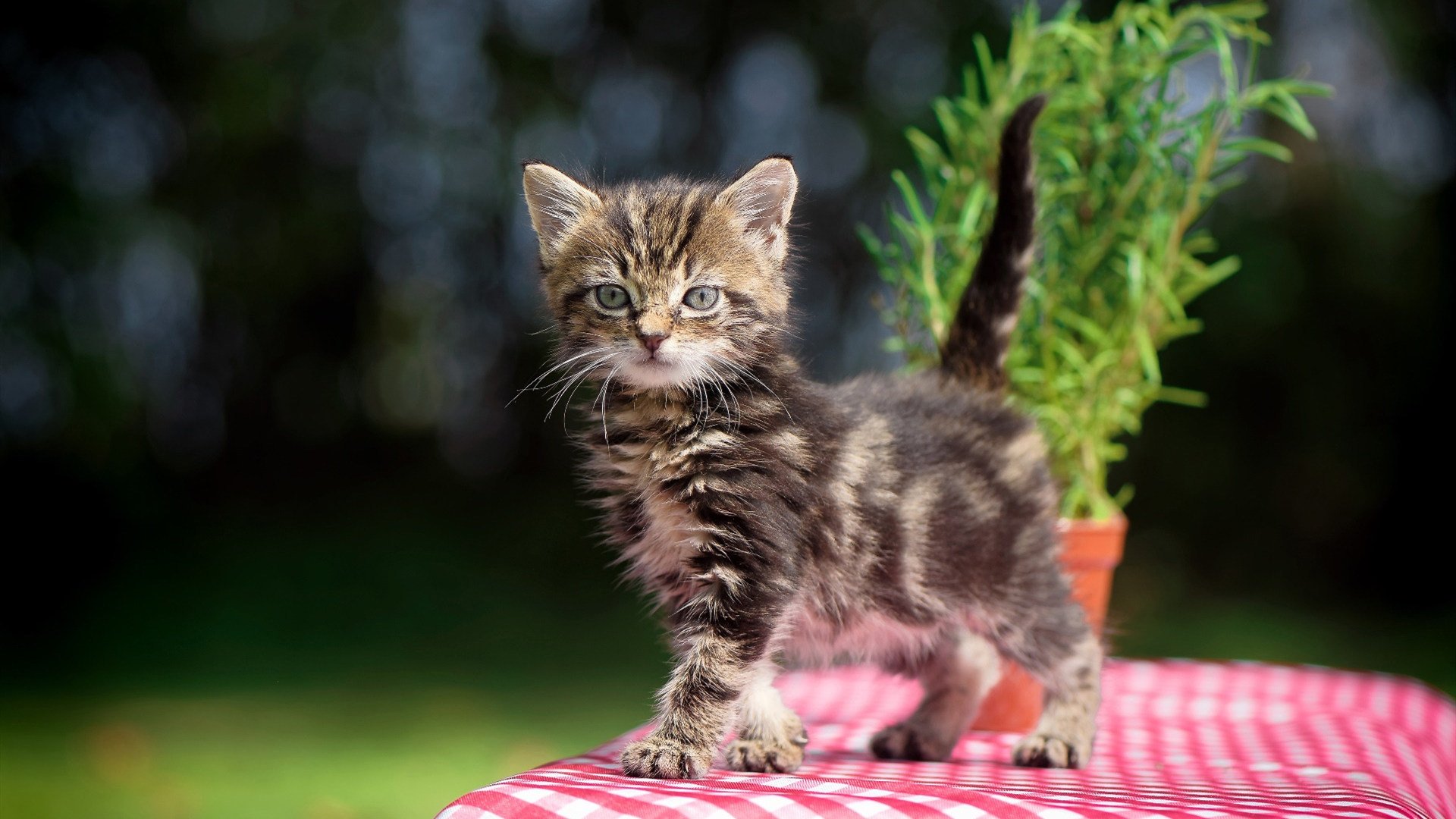 冰与火的战书，当开拓者速胜广厦，欧文在世界的另一端接管比赛