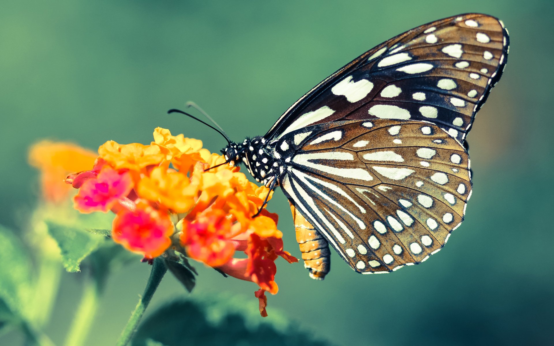 城墙与洪流，当戈贝尔的古老壁垒，遭遇国王的现代进攻狂潮