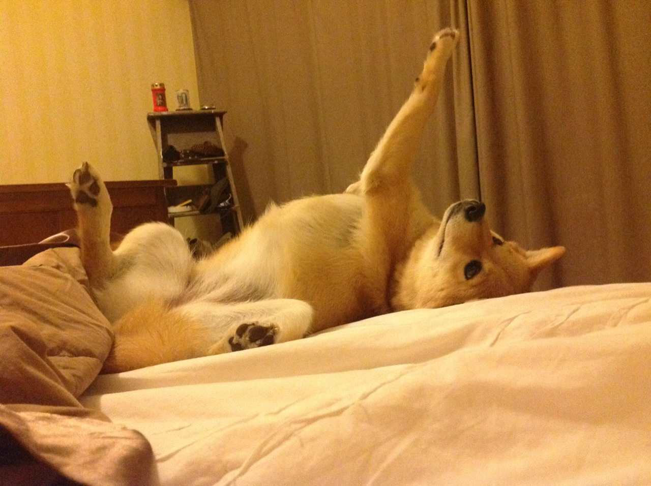 克瓦拉茨赫利亚全程高能输出，荷兰翻盘葡萄牙，足球之夜的激情与奇迹