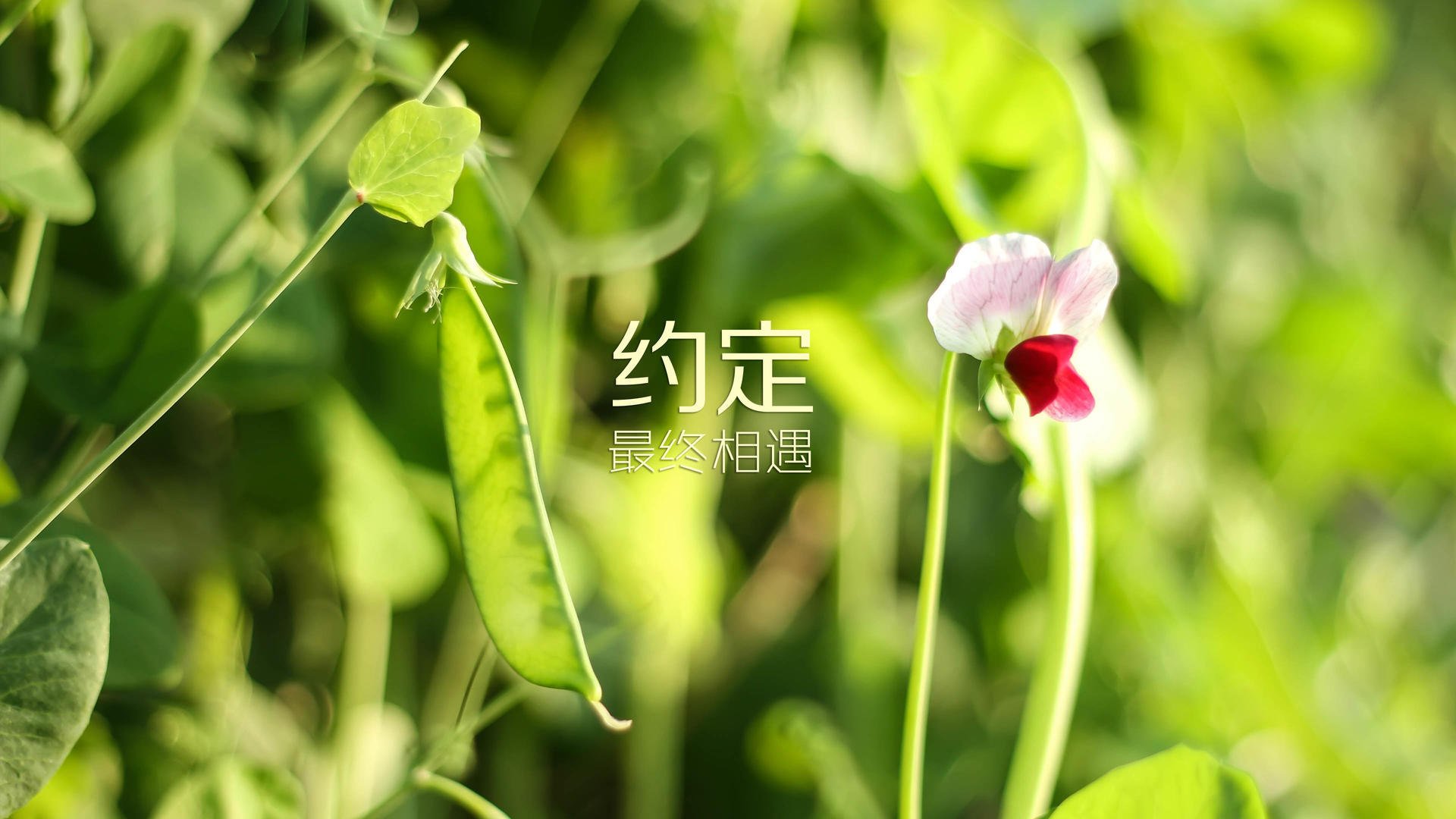 布拉格之巅,2026世界杯决赛,捷克绝杀秘鲁,加维完成致命一击